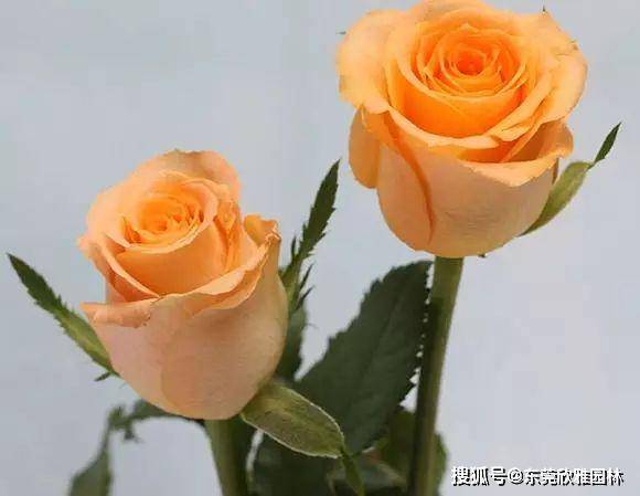 249a7616adee4c27814123d135c1893c.jpeg