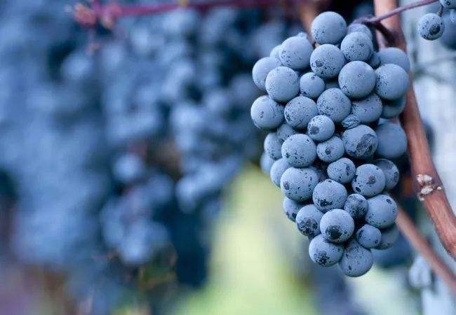 黑皮诺葡萄品种