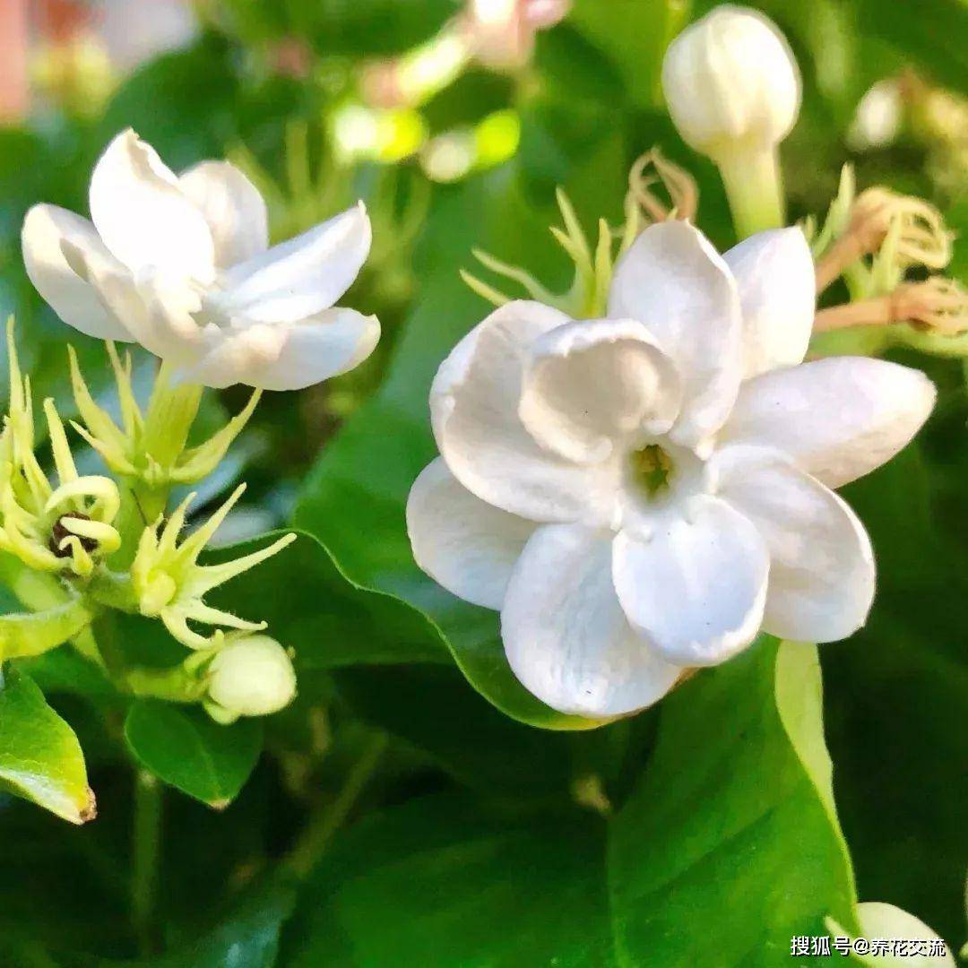 刚买的茉莉花盆栽,几天后枝叶枯萎,花苞也不断掉,啥情况?