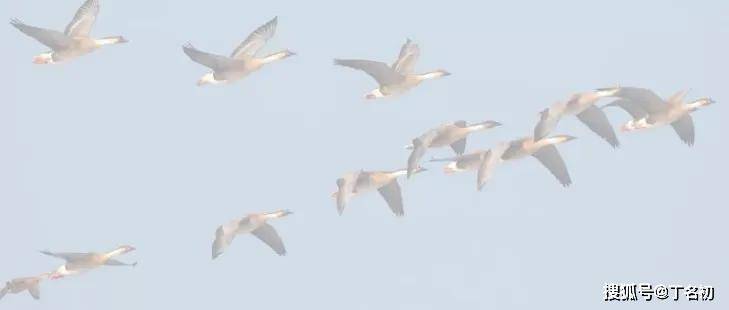 燕子往南飞猜一成语_往南飞的燕子图片(2)