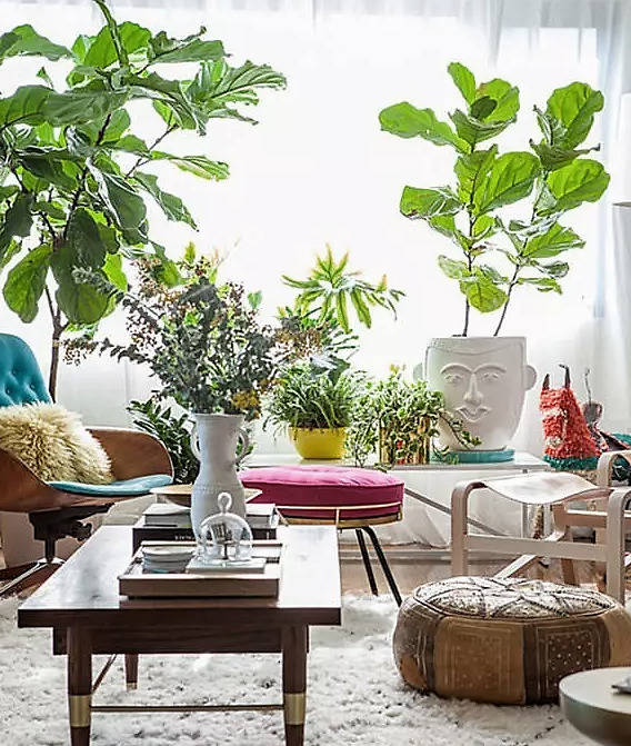 盆栽植物室内客厅摆放 6eaeb565b74847f09623c522ff80a033.jpeg