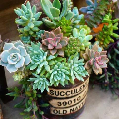 多肉植物怎么浇水才能养好 b0aff537afe5464e85cb6e4eacf9883a.jpeg