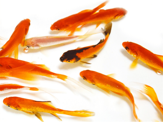 适合家里养的观赏冷水鱼 dc18209cd74944a9ade0e36c45df1b94.png