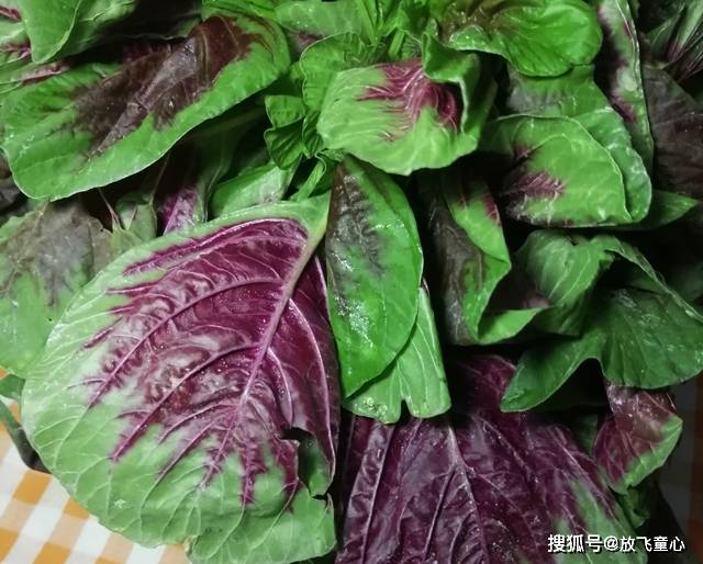 「窍门」好吃有窍门,多做这一步,鲜嫩爽滑,早餐开胃又下饭,家常炒苋菜