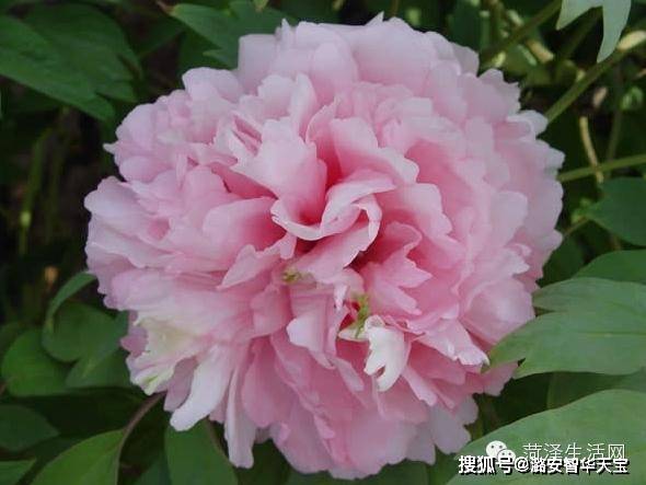 原创真没想到牡丹花品种这么多你见过几种近百种牡丹花品种图