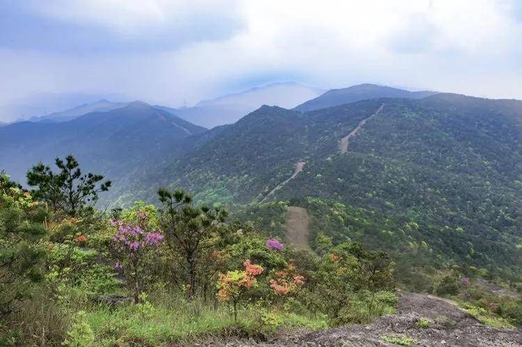 鹫峰山森林步道 寿宁山羊尖 图源:寸言