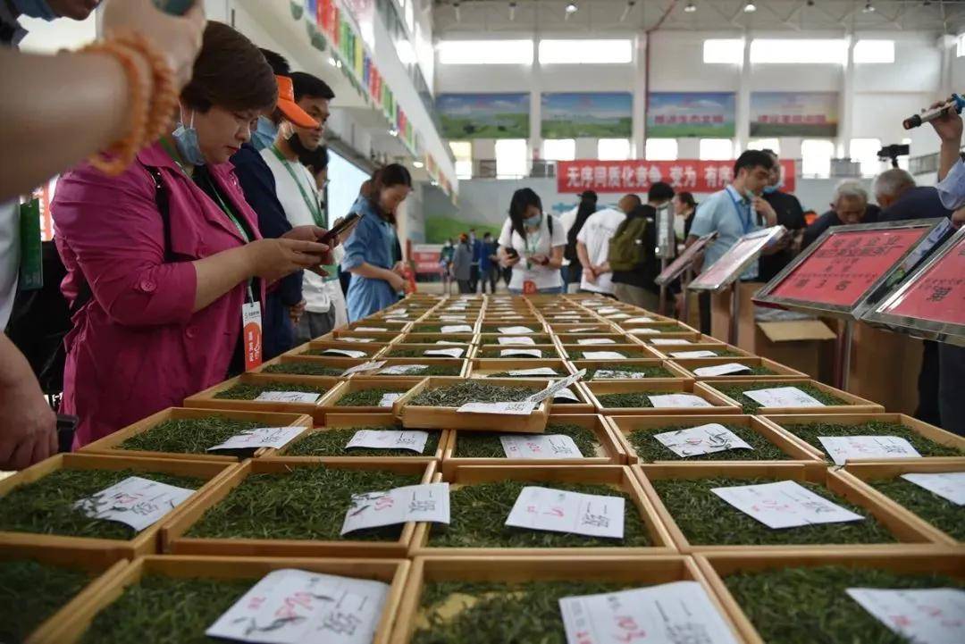 茶博会茶香引客到湄潭