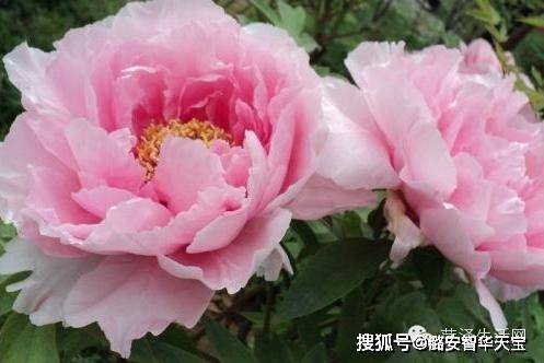 真没想到牡丹花品种这么多,你见过几种?近百种牡丹花品种图!