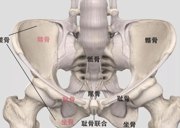 骨盆修复的原理_仪器骨盆修复和徒手的哪个更适合 看完这篇文章你就知道了