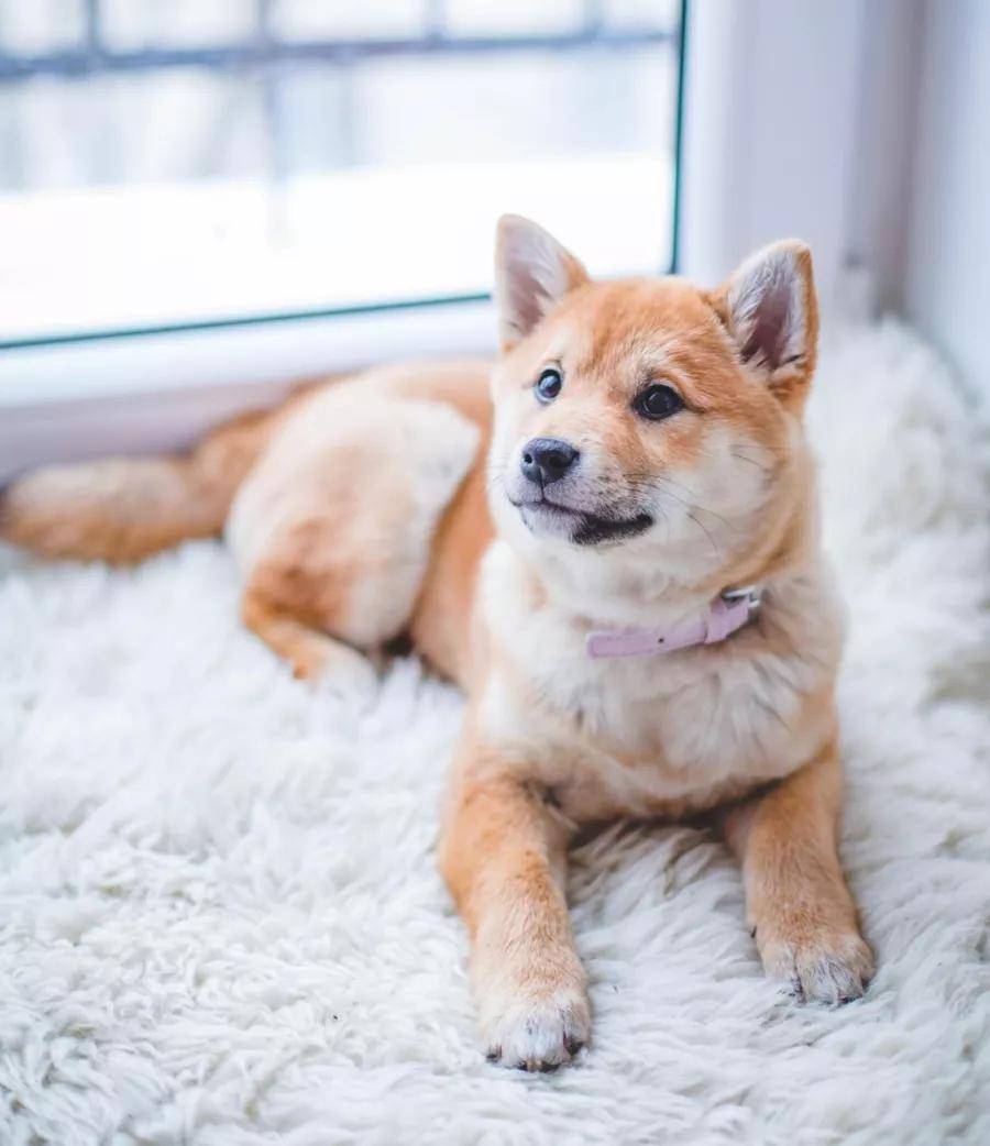 不咬人的狗排名_会咬人的狗不叫图片(3)