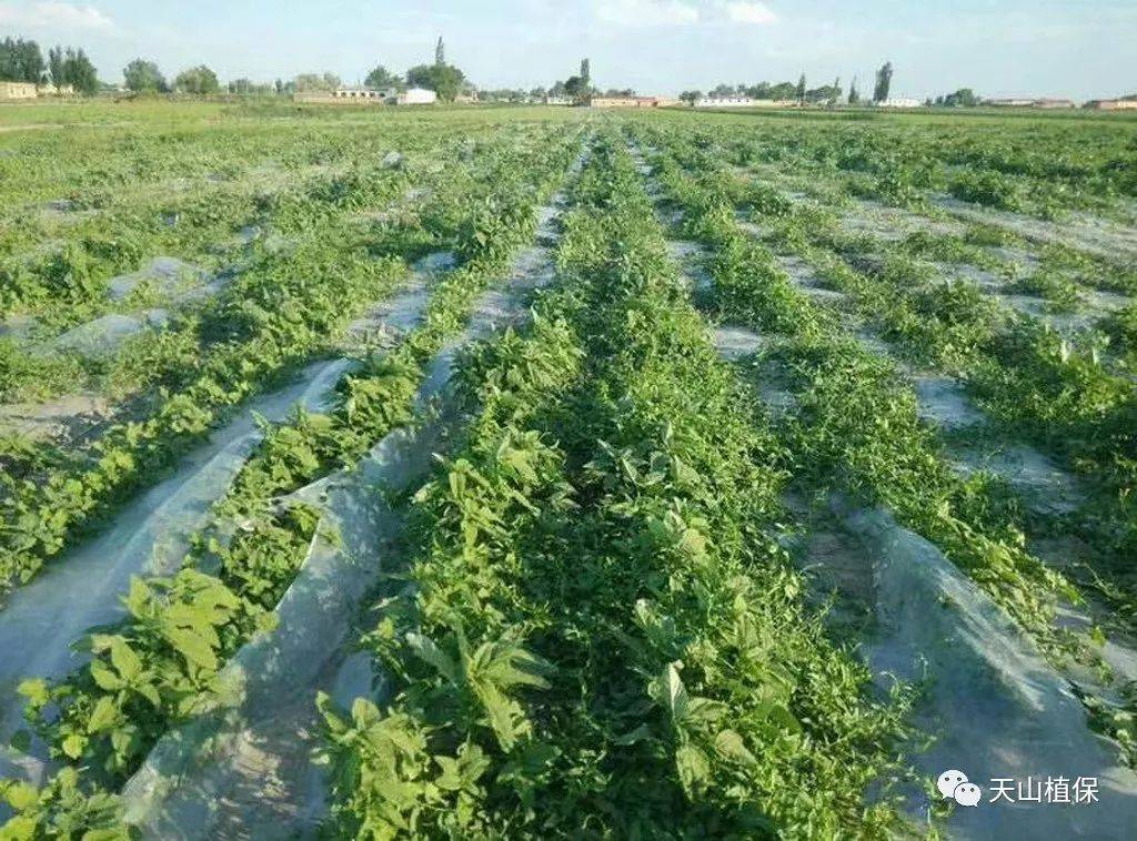 再谈棉田苗后随水滴施除草剂防除恶性杂草龙葵问题