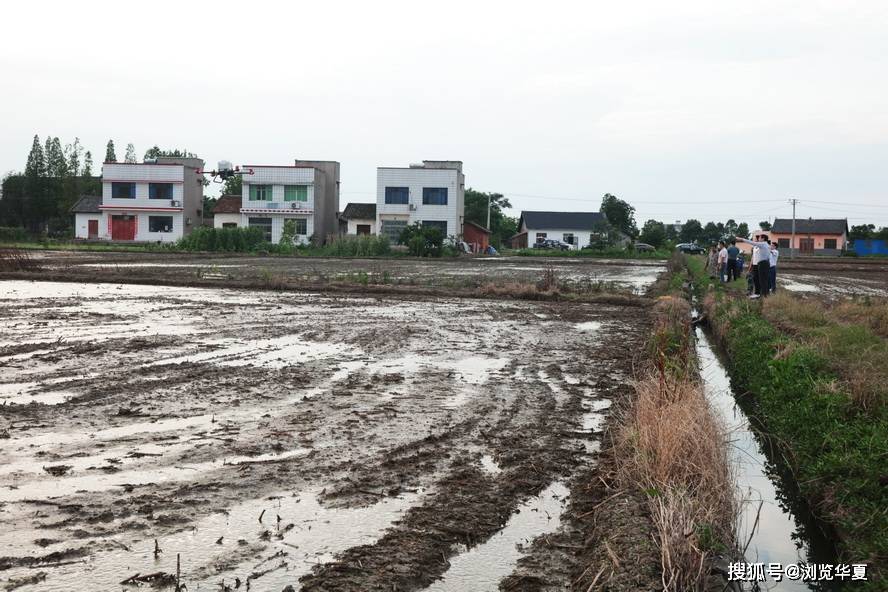 三夏时节,湖北省枝江市在龚桥村举行2020年优质粮食工程飞机播种现场