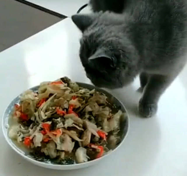 自己在家做饭可以做些什么菜给猫咪吃 865ec3a4d4534a1d82cbac39c5166ffa.jpeg