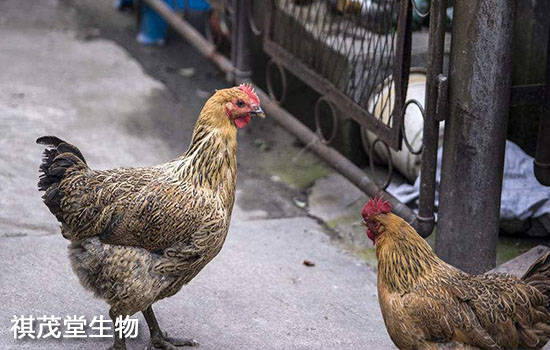 怎么快速有效的治理老鼠 98bf9d250a214c72a67ebb2c0ea481c0.jpeg