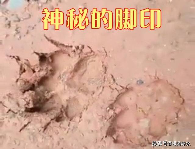 川黔交界处的赤水河流域惊现"大猫"脚印,把农民狗都咬死了
