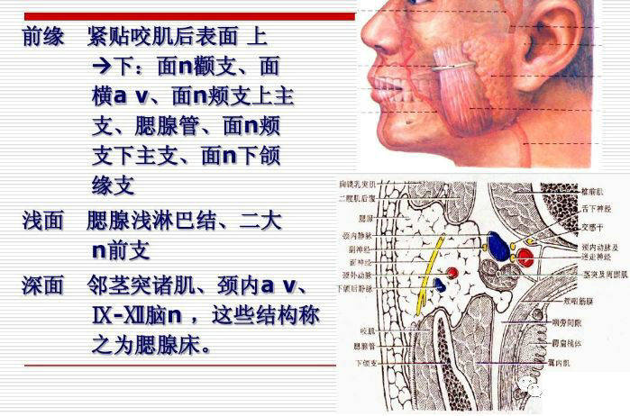 解剖丨颅面颈部详解图