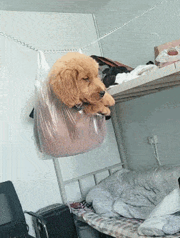 别人养的金毛犬是暖男为什么自己养的却成了哈士奇