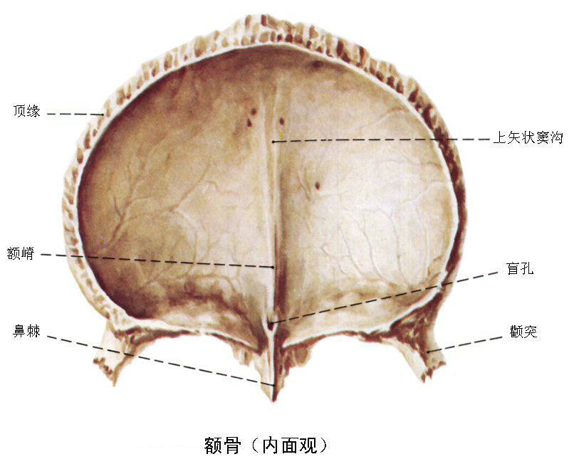 解剖丨颅面颈部 详解图