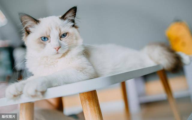 纯种布偶猫有5个特点,很多人养的都是串,你家猫纯吗?
