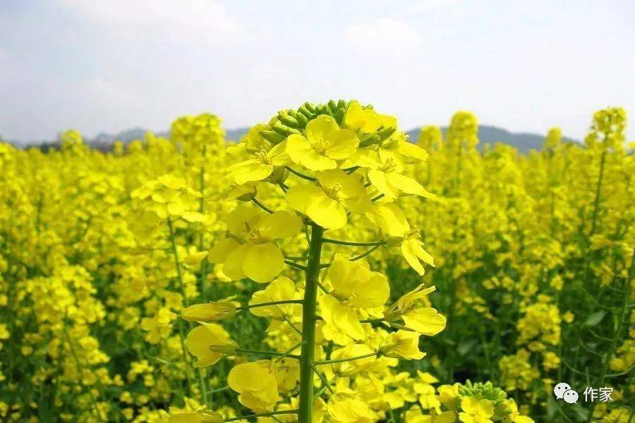 雷宏麟馨香油菜花散文