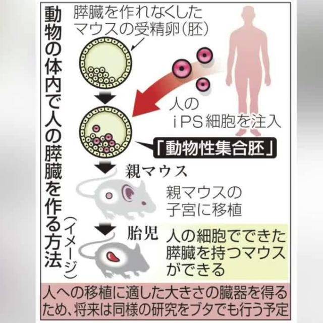 当日本启动“人兽杂交胚胎实验”，到底会是人类进步还是毁灭？_器官