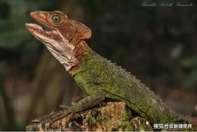 绿双冠蜥(basiliscus plumifrons)