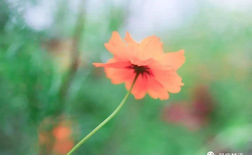 锦花什么月成语_草什么花什么成语