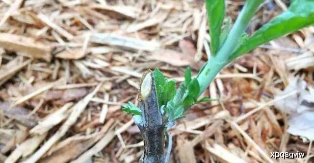 如何正确的使用鼠尾草 70123d0319ae4758a89628d566a883d8.jpeg