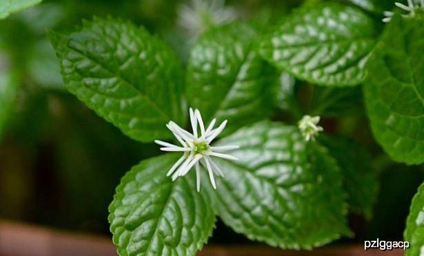 中药怎么治湿疹 8a7c04d1d4f34e92aeed3d0bf7a6c1a3.jpeg