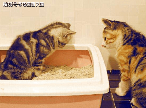 0cb3d37208ce42999ded9801af609a32.png