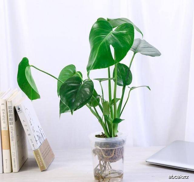 龟背竹水培多久可以土培 1590c4cb30644ef79796b4ac69a109ad.jpeg