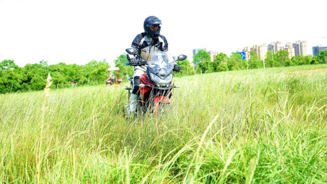 抓地草是什么 3d0e9202bd9d447ca589ceac2a5daaee.jpeg