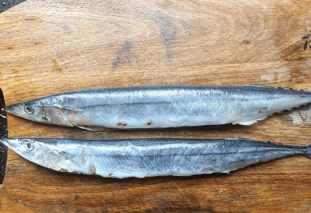 鱼多少钱一条正常 70eb03b53705441ca5ae16dfef074513.png