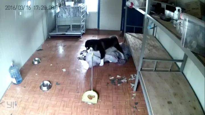 狗狗独自在家都干了些什么？