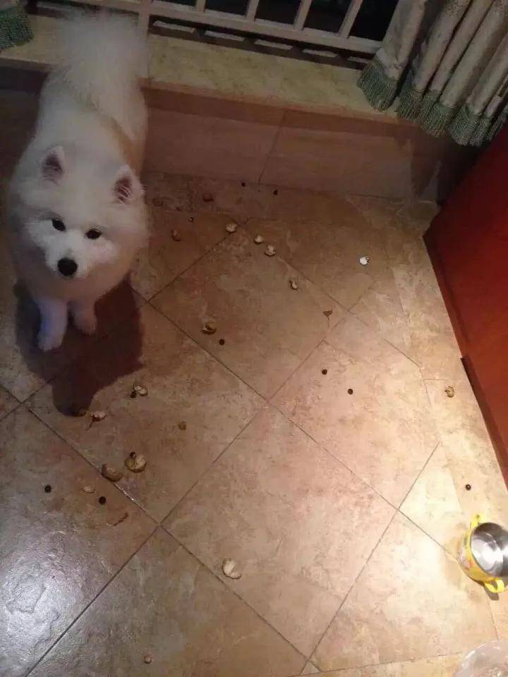 狗狗独自在家都干了些什么？