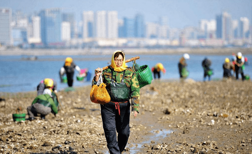 海岛渔嫂赶海实记最真实的赶海原来是这样的网上的视频别太信