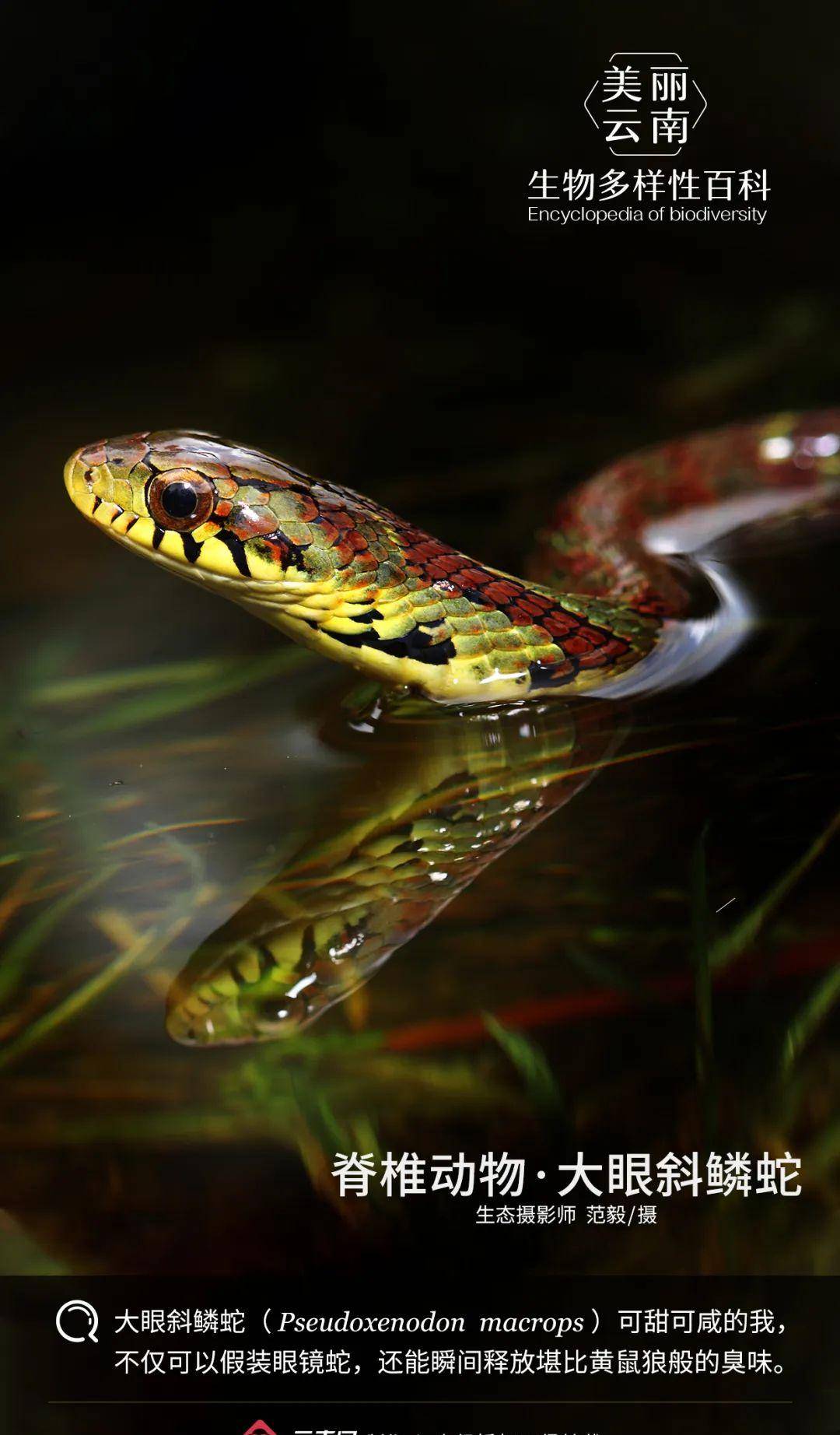 蛇是脊椎动物吗 67199ac7a8f940fe82a2227d593aef01.jpeg