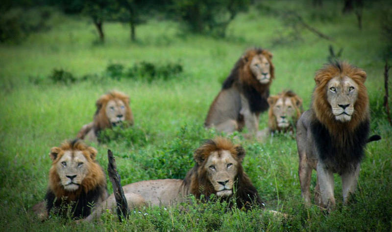 南非六雄狮组联盟 坏男孩雄狮联盟 为交配权圈领地
