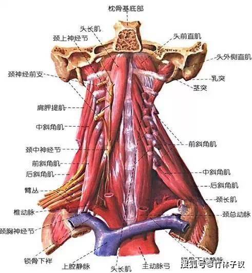 锻炼效果:增强颈肌肌力,维系颈部软组织的自然弹性.