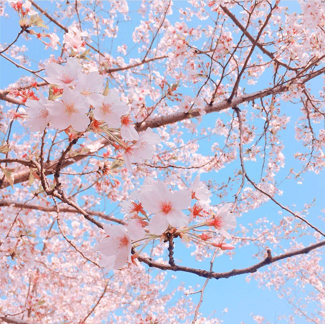 图源@小理枝 几万株樱花盛开,粉粉嫩嫩的樱花道,超级美!