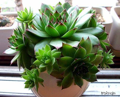 怎么种多肉的叶子容易爆盆 176cfdd63de04bd58ca41a3cf6410c4a.jpeg