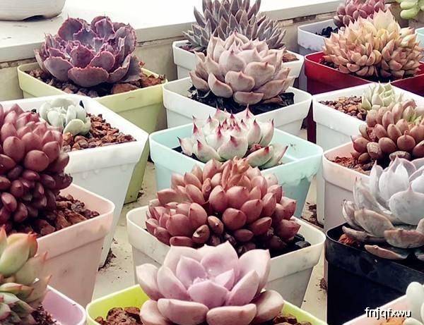 多肉种植方法步骤视频 49b1ff3cdef34d72ae774a929de0d05a.jpeg