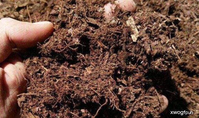 松菌油的制作过程 70c34e882c79414c9d8513c968b156de.jpeg