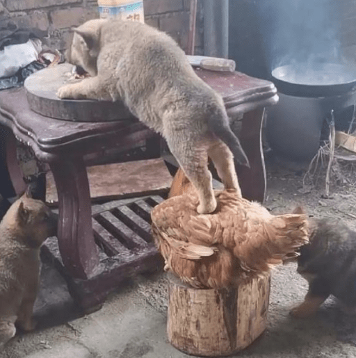 两只手抓着狗和鸡疯狂猜成语_疯狂猜成语的字和箭头