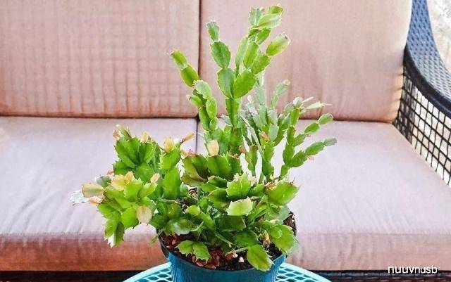 盆栽花卉怎样换盆 ec34336e9e334bbb8dfaec6e356fac23.jpeg