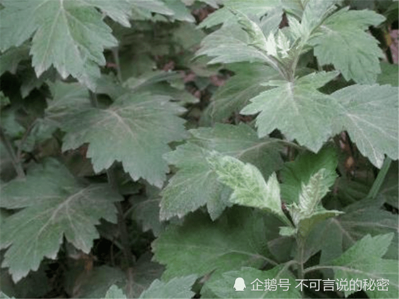 64b8a8c330174338b2271e981bb0932c.png