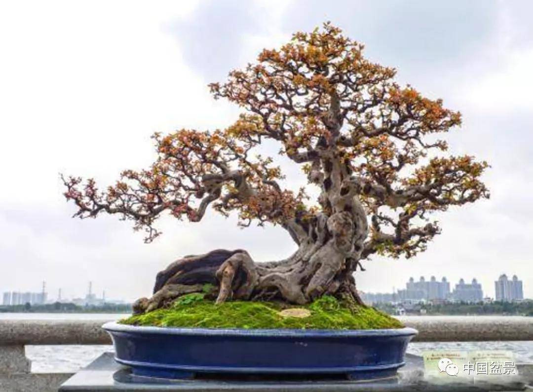 岭南盆景:岭南文化的一朵璀璨奇葩!_树种