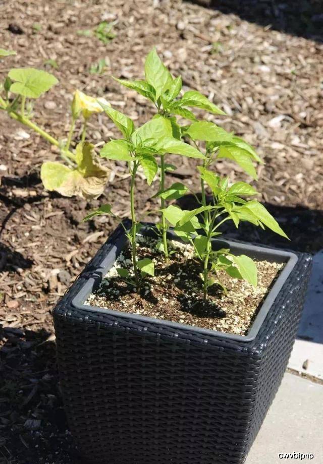 盆栽最好的蔬菜品种 8034505c63f9433aaa1117166c1a6e43.jpeg