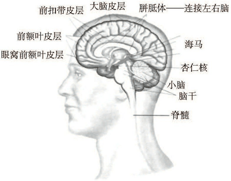 图7-3 大脑剖面结构图