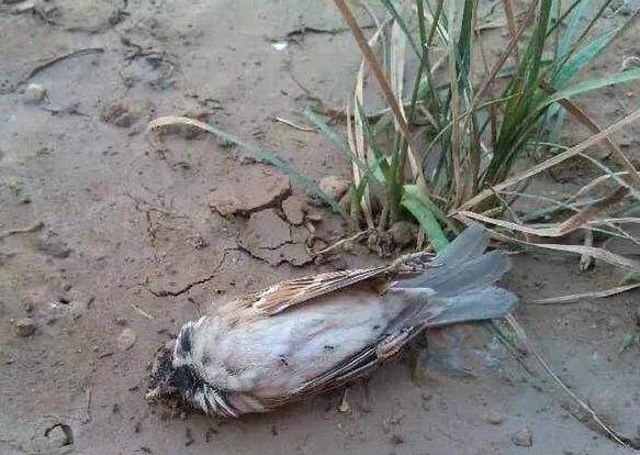 原创为何很少看到死去的麻雀？麻雀的寿命到底是多少？科学家为您解答